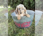 Small #3 Dachshund