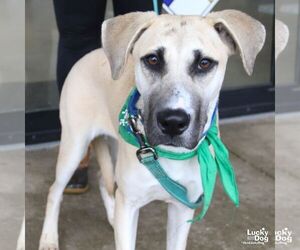 Pineapple - Female Labrador Retriever-Unknown Mix Dog for Adoption