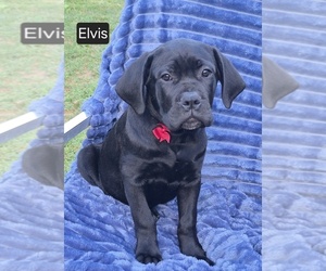 Medium Cane Corso