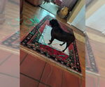 Small #6 Frenchie Pug