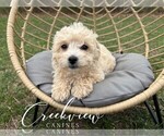 Small #2 Poovanese