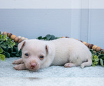 Puppy Noah Chihuahua-Chorkie Mix