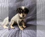 Small Photo #7 Australian Cattle Dog-Poodle (Miniature) Mix Puppy For Sale in NEWPORT BEACH, CA, USA