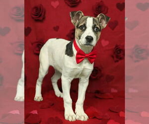 Mutt Dogs for adoption in Talladega, AL, USA