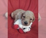 Puppy 1 Goldendoodle-Poodle (Miniature) Mix