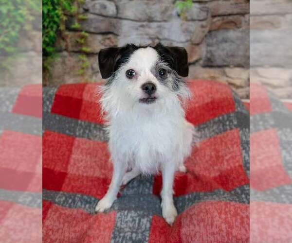 Medium Photo #3 Mutt Puppy For Sale in Kennesaw, GA, USA