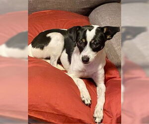 Rat Terrier-Unknown Mix Dogs for adoption in Tampa, FL, USA