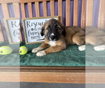 Small #1 Golden Retriever Mix