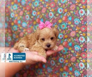 Schnoodle (Miniature) Puppy for sale in WINNSBORO, LA, USA