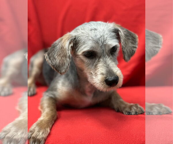 Medium Photo #4 Dachshund-Unknown Mix Puppy For Sale in Weston, FL, USA