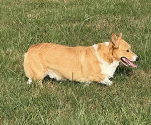 Pembroke Welsh Corgi Puppy for sale in MANSFIELD, MO, USA