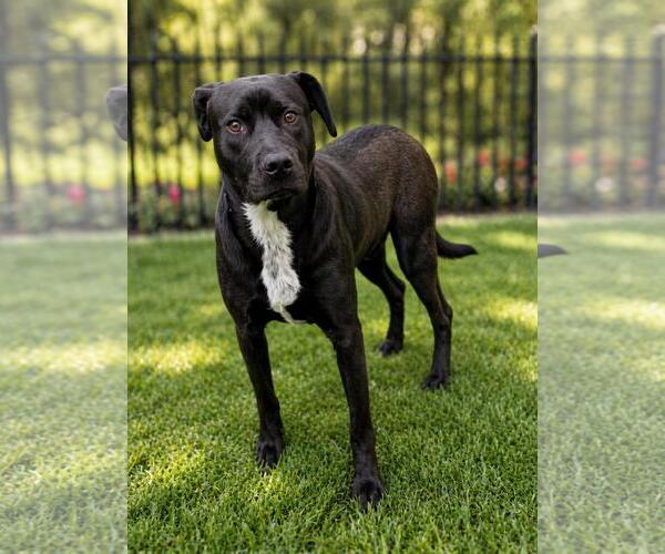 Medium Photo #4 Labrador Retriever-Unknown Mix Puppy For Sale in Rockwall, TX, USA