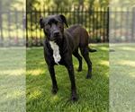 Small #3 Labrador Retriever Mix