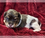 Small #8 Havanese