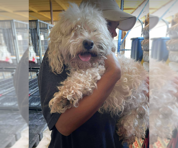 Medium Photo #1 Poodle (Miniature)-Unknown Mix Puppy For Sale in Cranston, RI, USA