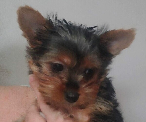 Medium Photo #1 Yorkshire Terrier Puppy For Sale in INVERNESS, FL, USA