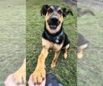 Small German Shepherd Dog Mix