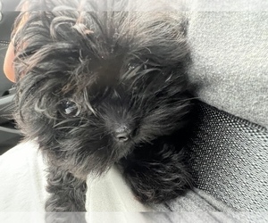 Shih Tzu Puppy for sale in MOUNT CLEMENS, MI, USA