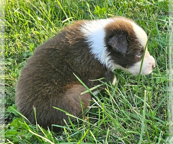 Medium Photo #6 Australian Shepherd Puppy For Sale in NELSON, VA, USA