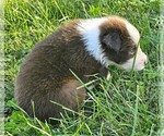 Theo - Male Australian Shepherd Puppy for Sale - Photo #6