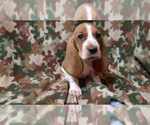 Image preview for Ad Listing. Nickname: Hank