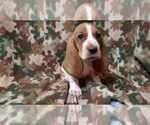 Small Basset Hound