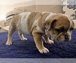 Small #11 French Bulldog