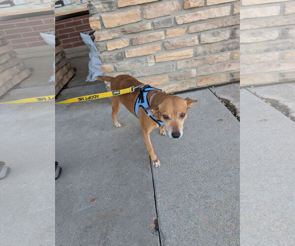 Medium Photo #4 Labrador Retriever-Unknown Mix Puppy For Sale in Aurora, CO, USA