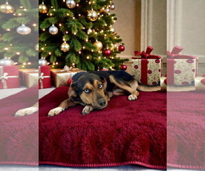 Beagle-Unknown Mix Dogs for adoption in Westwood, NJ, USA