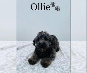 Miniature Bernedoodle Puppy for sale in ALGOOD, TN, USA
