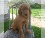 Small Photo #4 Golden Irish Puppy For Sale in BLAIN, PA, USA