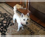 Small Photo #1 West Highland White Terrier Puppy For Sale in ALMA, AR, USA