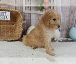 Small Photo #3 Poodle (Miniature) Puppy For Sale in MILLER, MO, USA