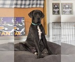Small Photo #1 Great Dane Puppy For Sale in GRANBURY, TX, USA