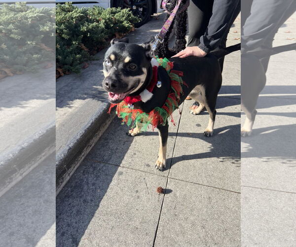 Medium Photo #11 Australian Kelpie-Unknown Mix Puppy For Sale in Corona, CA, USA