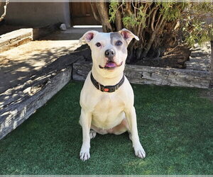 Beautiful Ms Babe ~ Petite Sweetie Pie ! - Female American Pit Bull Terrier Dog for Adoption - Photo #3