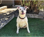 Small Photo #3 American Pit Bull Terrier Puppy For Sale in Albuquerque, NM, USA