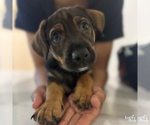 Feist Terrier-Retriever  Mix Dogs for adoption in Washington, DC, USA