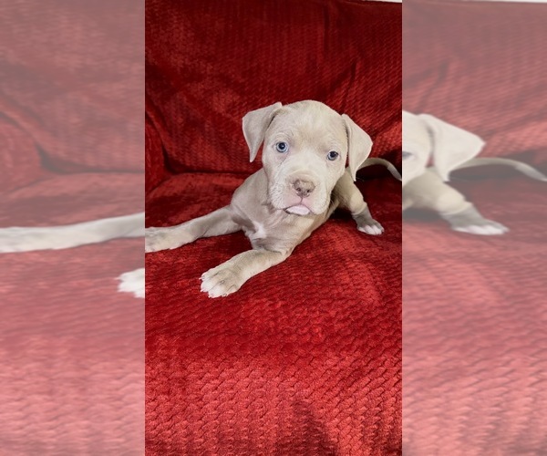 Medium Photo #9 American Pit Bull Terrier Puppy For Sale in DETROIT, MI, USA