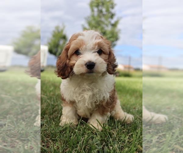 Medium Photo #3 Cavapoo Puppy For Sale in WEST SALEM, OH, USA