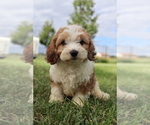 Small #2 Cavapoo