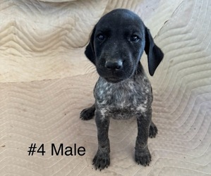 Medium German Shorthaired Pointer
