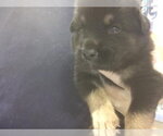 Small Pug Mix