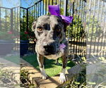 Small #10 American Pit Bull Terrier Mix