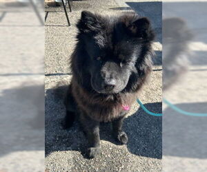Nellie - Female Chow Chow Dog for Adoption - Photo #2