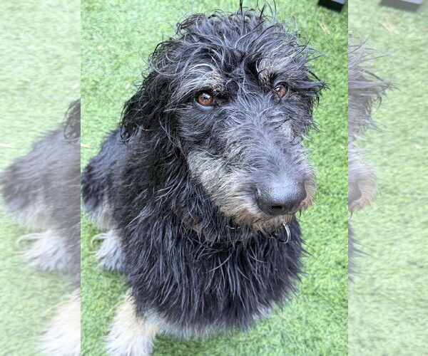 Medium Photo #1 Afghan Hound-Irish Wolfhound Mix Puppy For Sale in San Jose, CA, USA