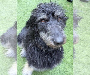 Afghan Hound-Irish Wolfhound Mix Dogs for adoption in San Jose, CA, USA