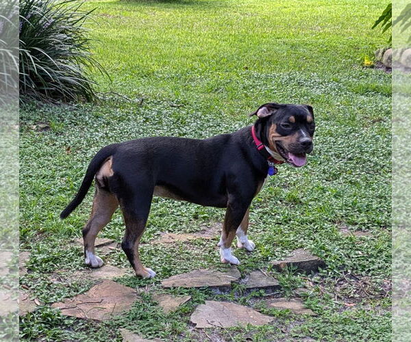 Medium Photo #3 Beabull Puppy For Sale in Dunnellon, FL, USA