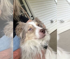 Australian Shepherd Dogs for adoption in Gulfport, MI, USA