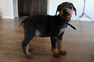 Doberman Pinscher Puppy for sale in MANKATO, MN, USA